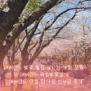 한가람 | 에버랜드 벚꽃 튤립 실시간 개화 상황! 에버랜드 워킹벚꽃길&amp; 에버랜드 맛집 한가람 리뉴얼 후기