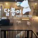 달봉이 COMPANY | [부산 해운대 애견호텔]소중한 내 반려견 맡길 곳! 꼼꼼하게 보고 고르자 달봉이 펫호텔