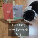 동물병원 다움 | [농심 반려다움 고양이 프로바이오틱스 장 건강 영양제 후기]15살 노령묘 땅콩이가 먹어 본 유산균은?