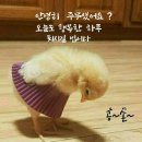 빵심이네