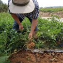 중산농장 이미지