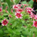 깔롱쟁이 이미지