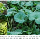 (들꽃 12) 농사의 시작을 알리는 머위꽃 – 머위 이미지