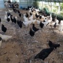 금산청계농장 이미지