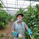 선미농장 이미지