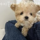 강아지분양 멍블랑 인천청라본점 네이버블로그