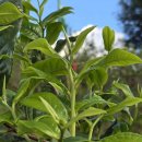 5월의 차 안내 이미지