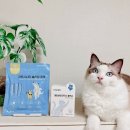 메타펫연구소 | 고양이 유산균, CMG제약 영양제 및 다이어트 간식 추천