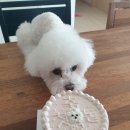 개들만찬 이미지