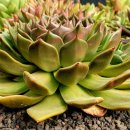 창전농장 이미지