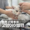 커뮤니캣 고양이 호텔&미용실 | 부천고양이미용 엉덩이 테러 탈출! 고양이이발관 부천신중동점 무마취 미용 솔직후기