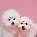 Adorable Canis (어도러블 케니스) 네이버블로그