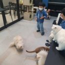 퍼펫 애견카페 이미지