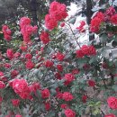 장자대로 이미지