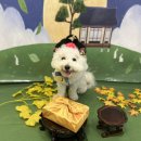 너와함개 | 시흥/은계지구/은계호수공원/실내애견카페 &#34;너와함개&#34;♥