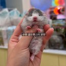 우다다햄쮸 | 수원 골든햄스터 분양은 우다다햄쮸