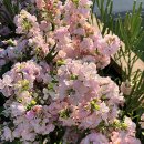 비단향꽃무 이미지