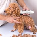 6630 | 애견 필수템, 바비온 강아지 고양이 이발기 바리깡 클리퍼 SBC-6630, 고를 때 꼭 봐야 할 포인트