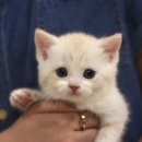 울산고양이분양 도레미캣 이미지