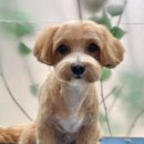 이다애견미용실 이미지