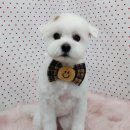 펫피파니 이미지