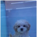 더케이펫 강아지분양 이미지