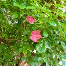 버스정류소_기업은행서교동지점(최규하대통령가옥) | 서울 서교동 최규하 대통령 가옥 국가등록문화유산