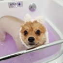 온니애견미용 이미지