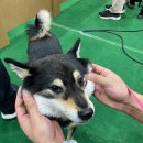 (주)펫스테이트 이미지