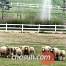 성한목장 이미지