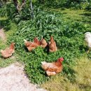 천지배농장 이미지