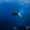 아이빙 | 스쿠버다이빙 성지 보홀 스노쿨링 프리다이빙 체험 강습 후기+숨참기 팁!