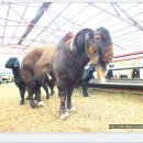 대형목장 이미지