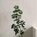 리피스튜디오