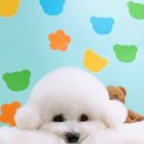 멍멍샤워 이미지