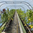 목천농장 이미지