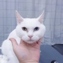 멍냥펫살롱 이미지