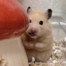 풍동연세이비인후과의원 | CU 신상 | 연세우유 솜사탕맛 생크림빵 솔직 후기