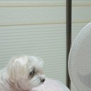 둘리야식