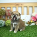 만족하개 이미지