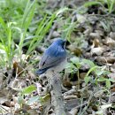 굴업도의 쇠유리새(Siberian Blue Robin) 이미지