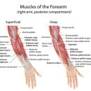 팔꿈치 MRI (Elbow MRI) 영상진단 이미지