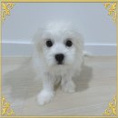 천사 애견 이미지