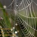 Sebastian Bach - Falling Into You 이미지