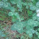 네잎클로버 이미지