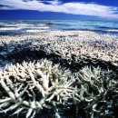 산호환경 이미지