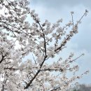 광한루의 밤풍경 | 지금 딱 예쁜 남원 벚꽃 요천 광한루 산책로 현실 풍경