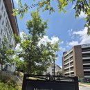 Emory University 이미지
