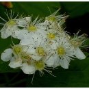 국수나무 이미지