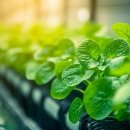 아로마테라피 이미지